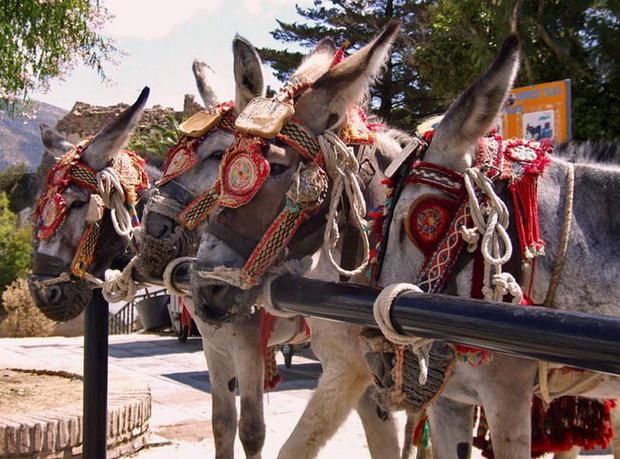 donkey-taxis4_1